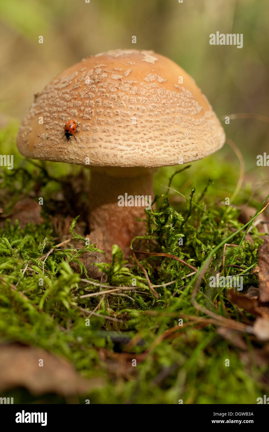 Pas de champignons comestibles (Amanita rubescens) en forêt Banque D'Images
