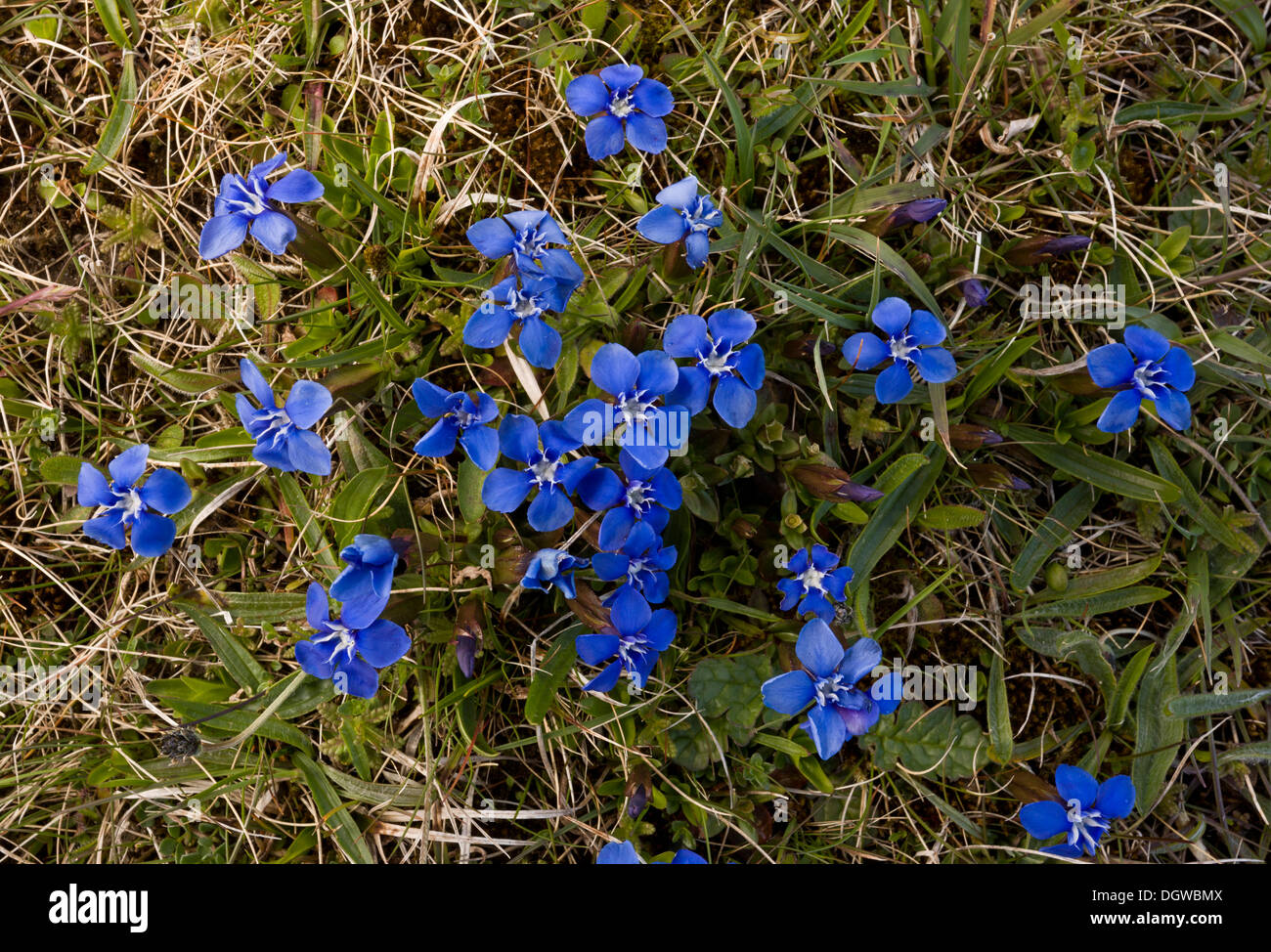 La gentiane de printemps, Gentiana verna, sur la côte de sable à gazon Fanore, le Burren, Irlande Banque D'Images