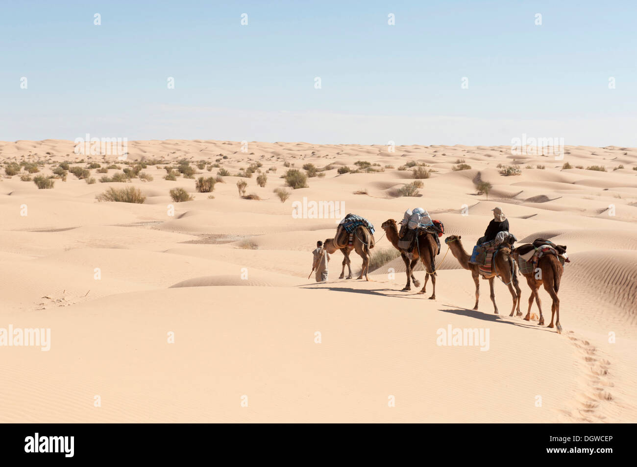 Tourisme durable, trekking de chameau, chameaux, dromadaires (Camelus dromedarius), dunes de sable, désert du Sahara entre Douz et Ksar Banque D'Images