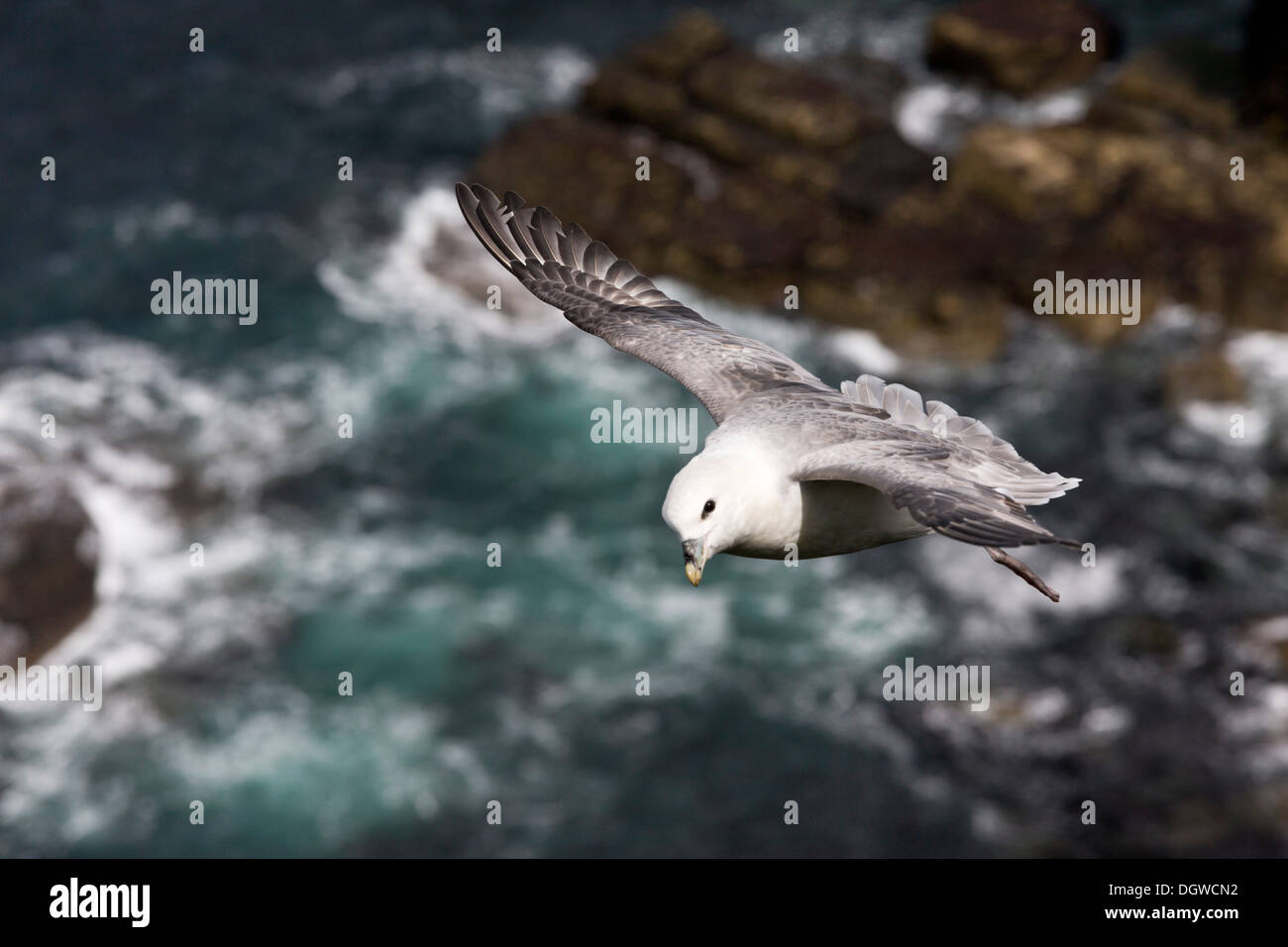 Le Fulmar boréal (Fulmarus glacialis), en vol par les Falaises de Moher, le Burren, Irlande Banque D'Images