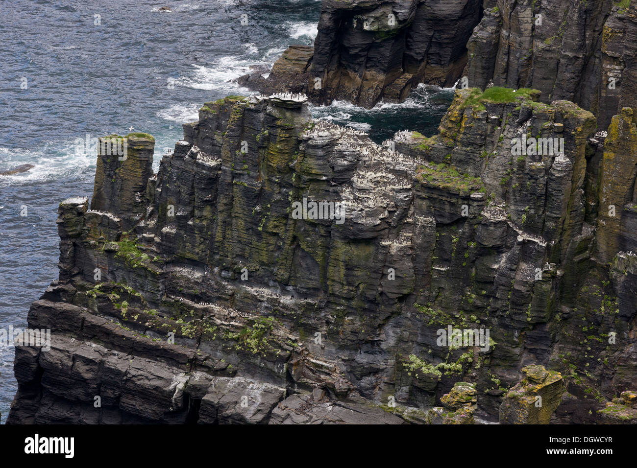 Vue spectaculaire sur les piles et les colonies sur les falaises de Moher, le Burren, comté de Clare, Irlande Banque D'Images