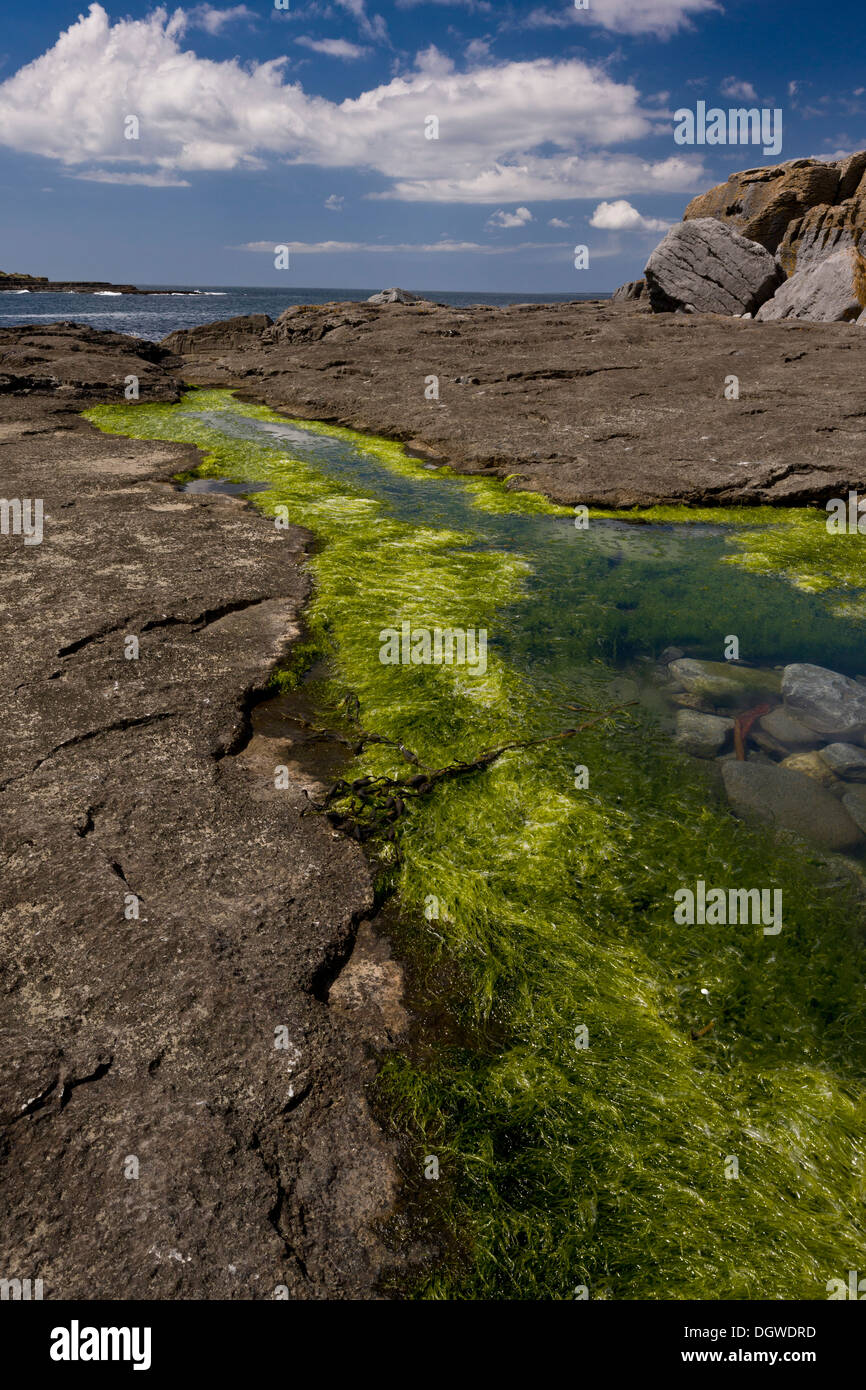 La laitue de mer, l'Ulva sp, en piscine dans les rochers, le Burren, Irlande Banque D'Images