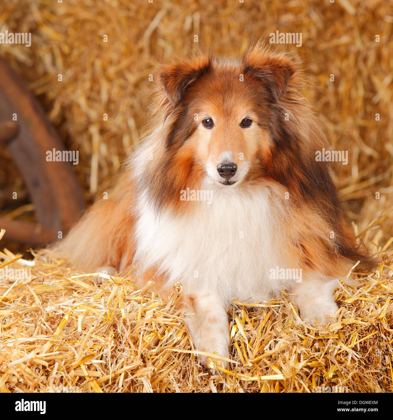 Sable blanc, sheltie, 12 ans / Shetland Sheepdog Banque D'Images