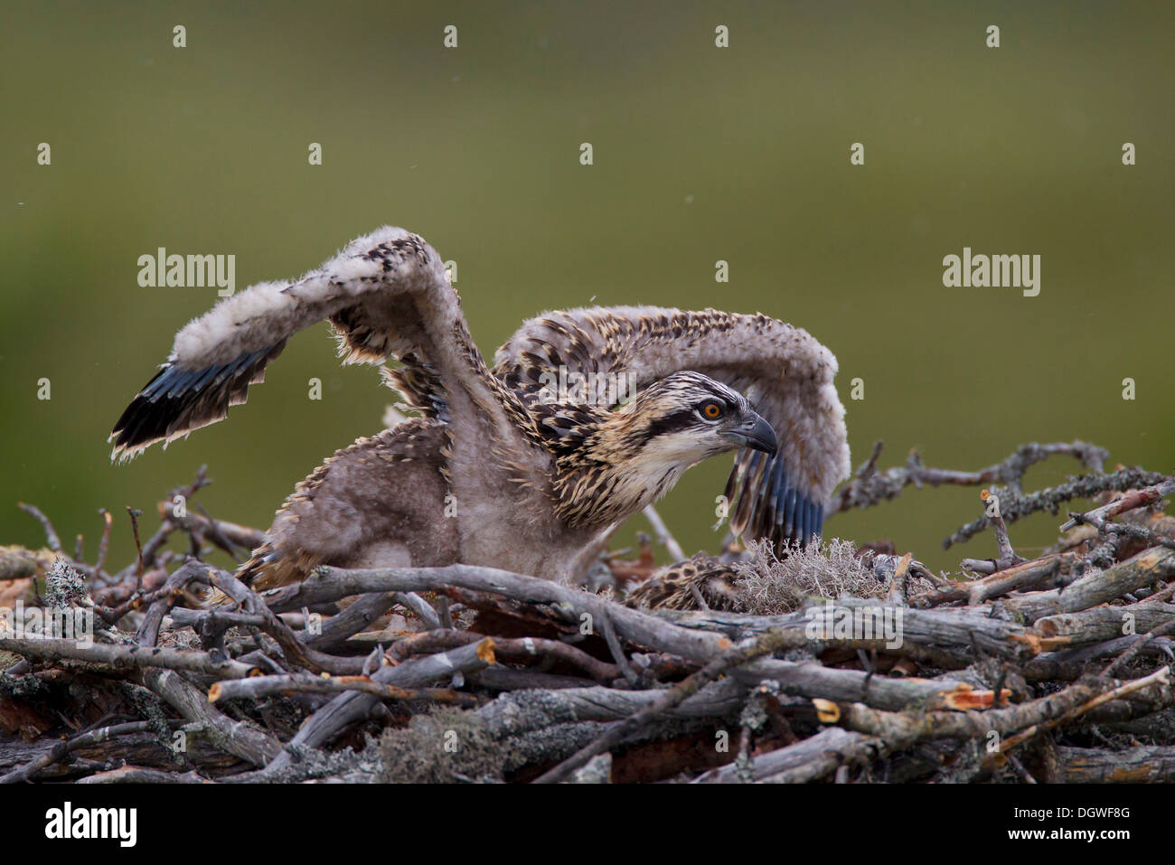 Sea Hawk ou balbuzard (Pandion haliaetus), les jeunes oiseaux sur un nid d'aigle, sous-région de Kajaani, Finlande Banque D'Images