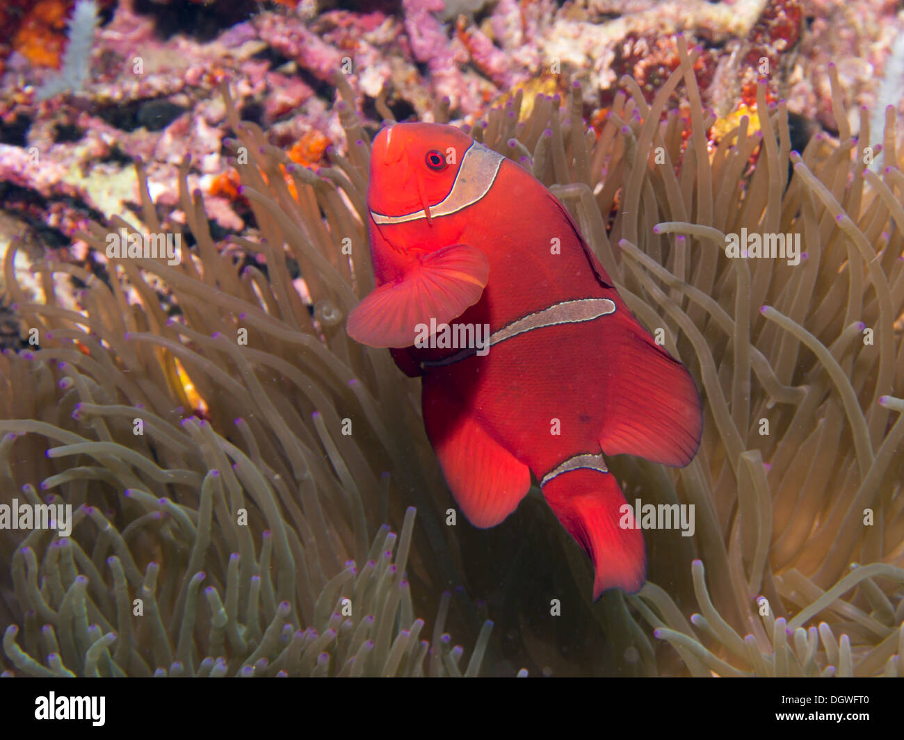 Spinecheek poisson clown sur une anémone à Bunaken, Indonésie Banque D'Images