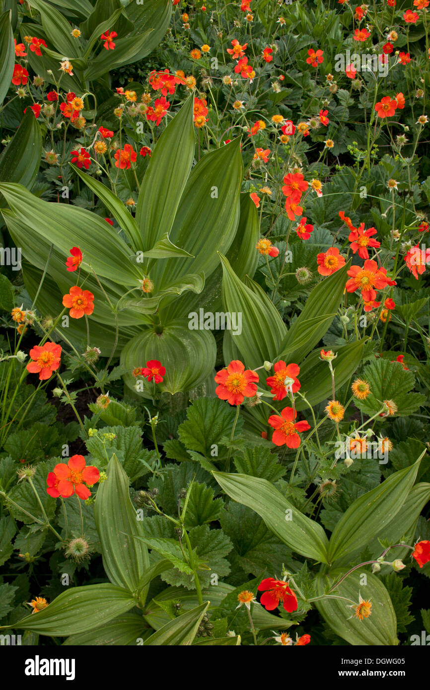 Domaine de la benoîte écarlate ou rouge, Geum coccineum, poussent à l'état sauvage avec blanc faux Helleborine, dans les montagnes des Rhodopes, Bulgarie. Banque D'Images