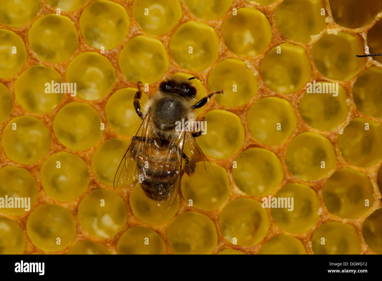 'Abeille à miel (Apis mellifera), travailleur sur nid d'avec les larves nouvellement écloses dans les cellules de couvain, Thuringe, Allemagne Banque D'Images