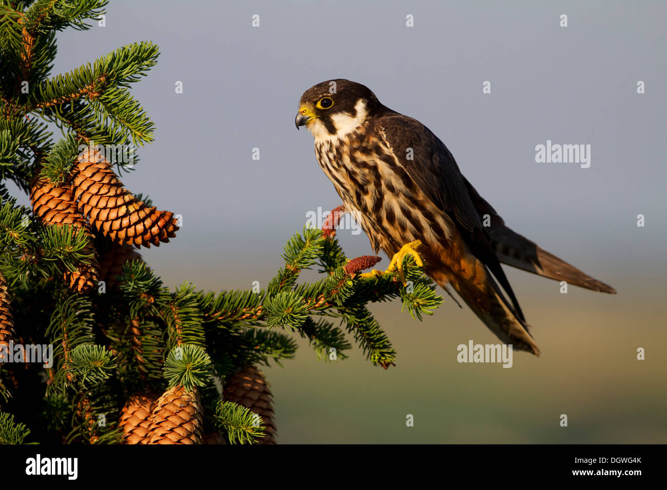 Eurasian Hobby (Falco subbuteo), Thuringe, Allemagne Banque D'Images