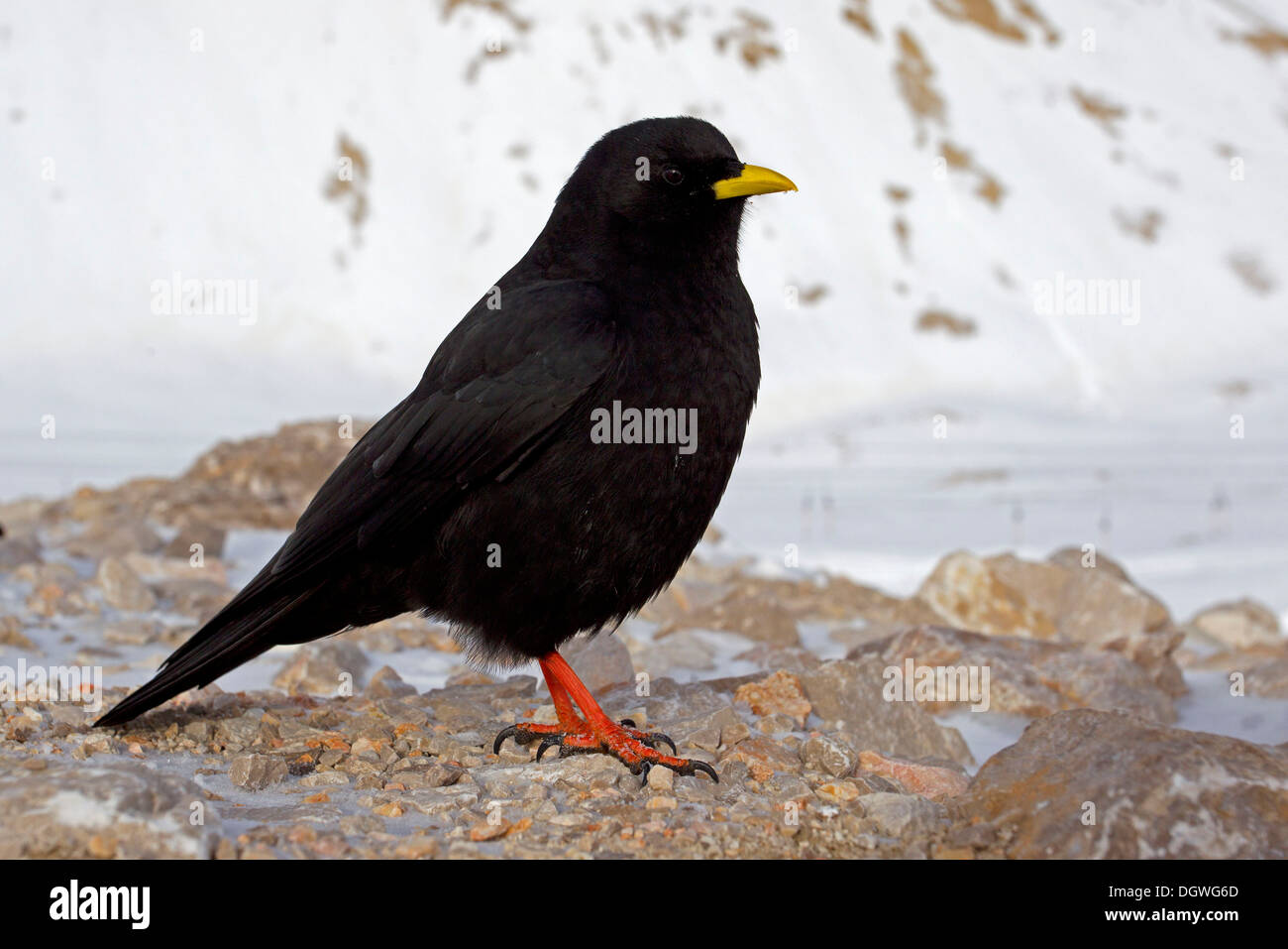 Alpine Chough ou Chouch à bec jaune (Pyrrhocorax graculus), Zugspitzplatt, Wetterstein, Werdenfelser Land Banque D'Images