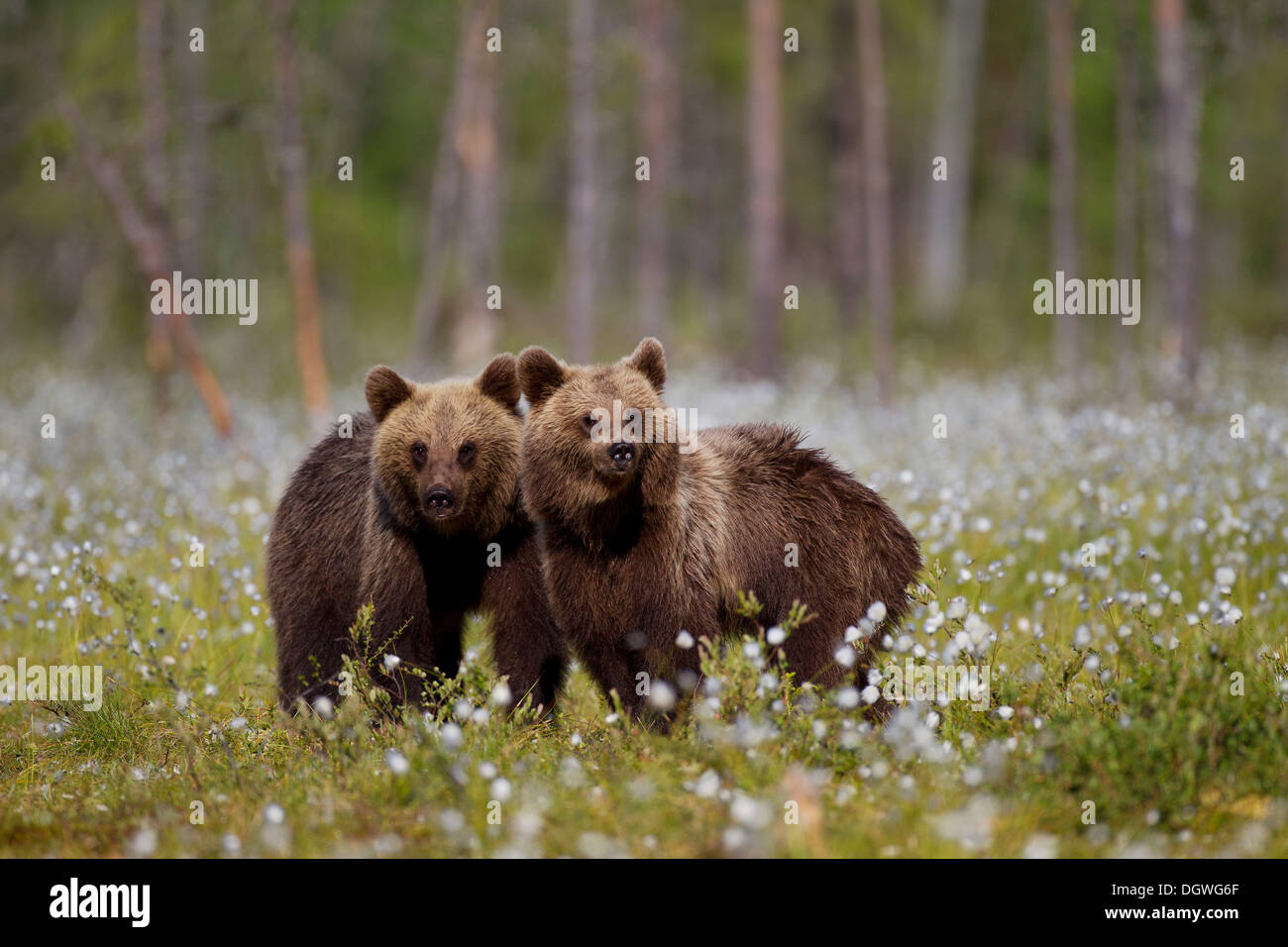 Deux ours bruns (Ursus arctos), Carélie, Finlande Banque D'Images