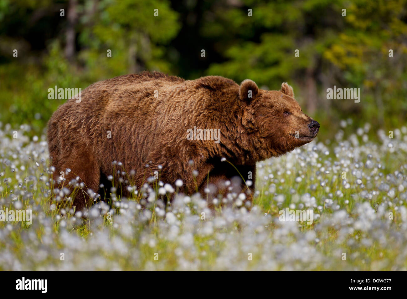 Ours brun (Ursus arctos), Carélie, Finlande Banque D'Images