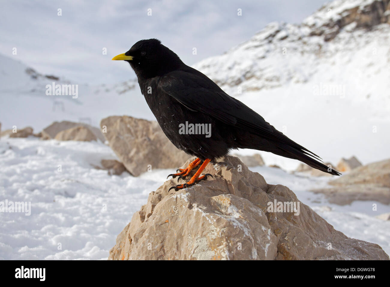 Alpine Chough ou Chouch à bec jaune (Pyrrhocorax graculus) perché sur un rocher, Zugspitzplatt, Wetterstein Banque D'Images