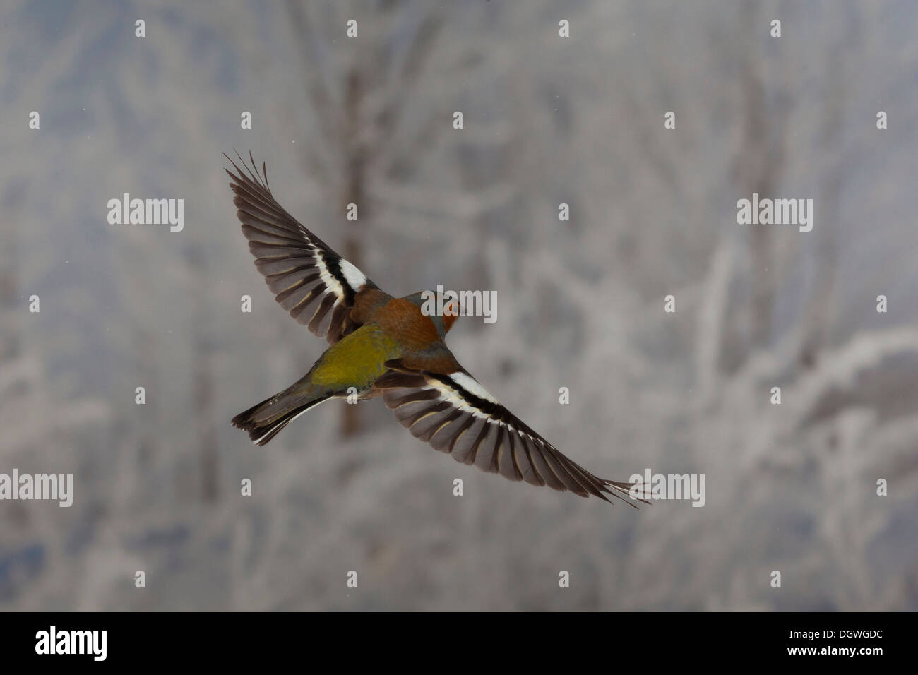 Common Chaffinch (Fringilla coelebs) en vol, hiver, Erfurt, Thuringe, Allemagne Banque D'Images