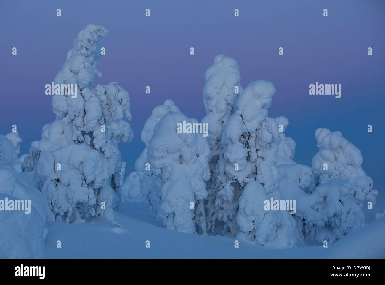 Arbres couverts de neige sur la montagne Rukatunturi, Kuusamo, Ostrobotnie du Nord, en Finlande Banque D'Images