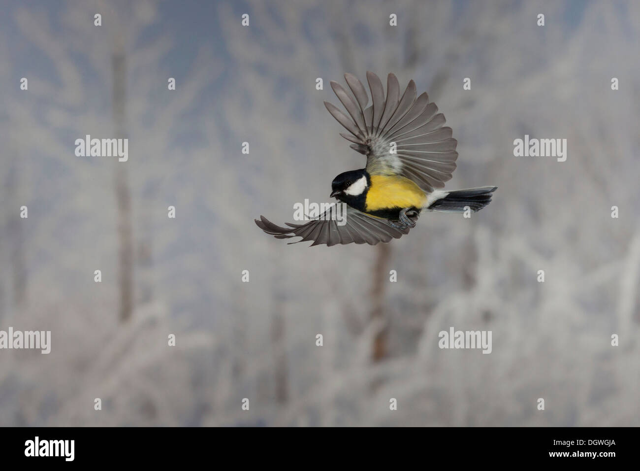 Great Tit (Parus major) en vol, hiver, Erfurt, Thuringe, Allemagne Banque D'Images