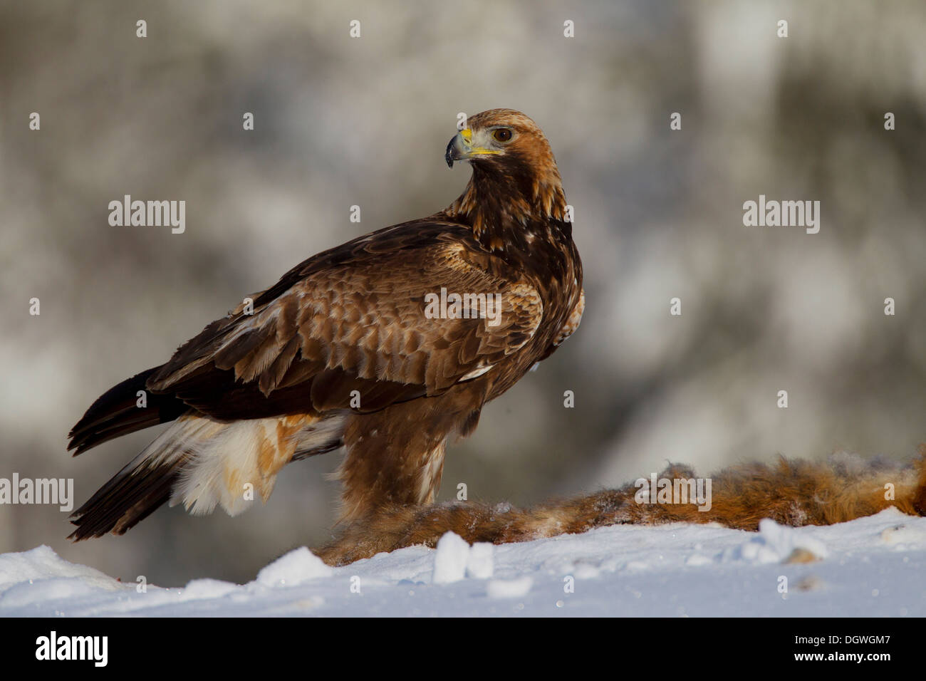 L'Aigle royal (Aquila chrysaetos) avec une fox en hiver, l'Ostrobotnie du Nord, en Finlande Banque D'Images