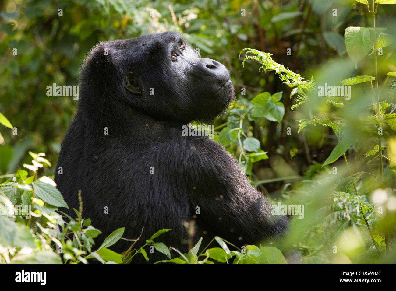 Habitué groupe de gorilles de montagne (Gorilla beringei beringei), Parc National de la Forêt impénétrable de Bwindi, en cours d'étude par Banque D'Images