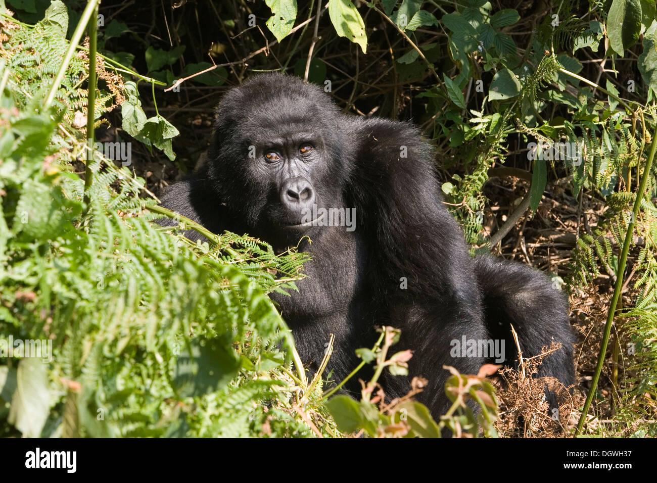 Habitué groupe de gorilles de montagne (Gorilla beringei beringei), Parc National de la Forêt impénétrable de Bwindi, en cours d'étude par Banque D'Images