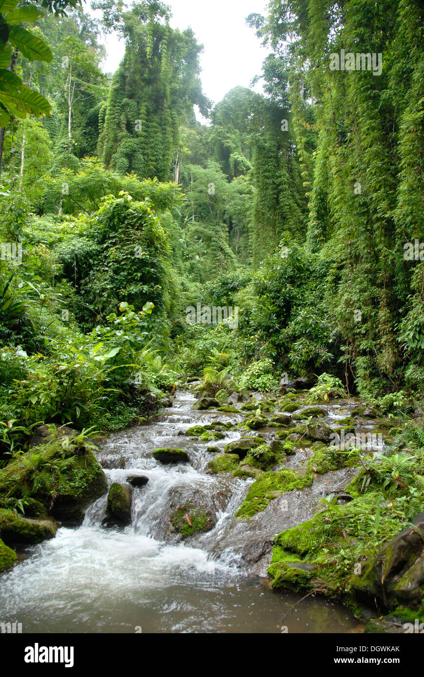 Une nature préservée, Brook qui traverse la jungle, près de Ban Naten, Nam Lan Conservation Area, district de Boun Tai Banque D'Images