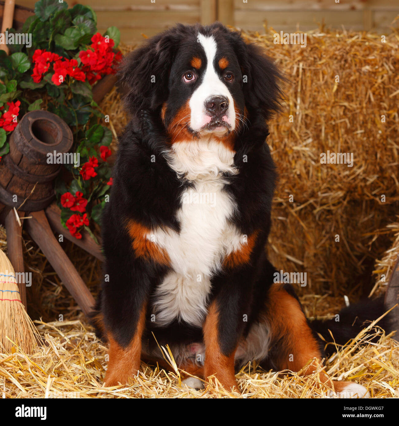 Bouvier Bernois, Berner Sennenhund |9 mois, 9 Monate / Junghund Banque D'Images