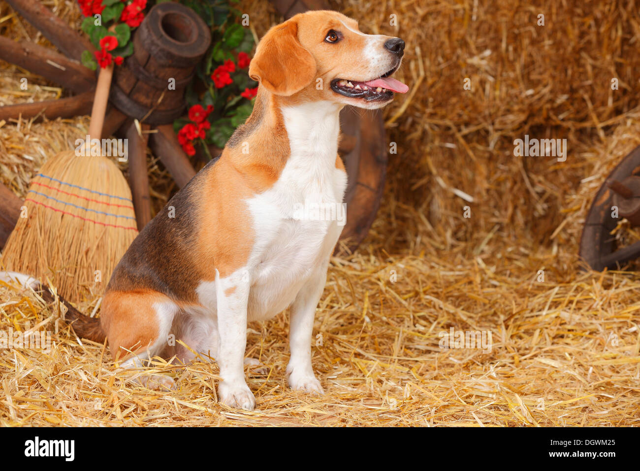 |Beagle Beagle, Ruede Banque D'Images