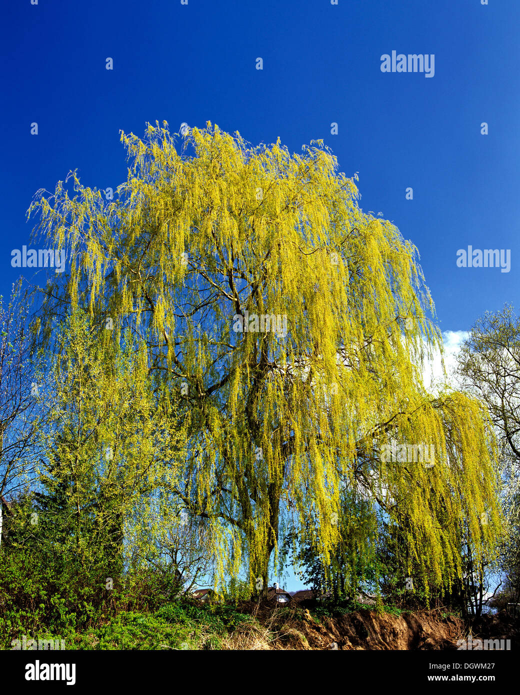 Babylone ou Saule saule pleureur (Salix babylonica) au printemps Banque D'Images