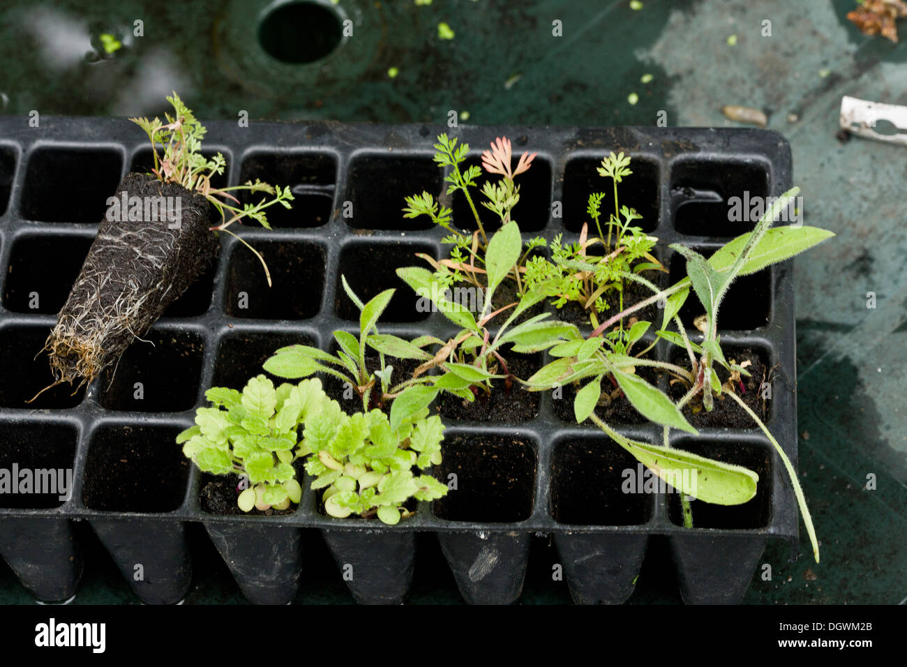 Plante sauvage "préchauffage" pour l'introduction d'espèces dans les pelouses dans un jardin de la faune. Banque D'Images