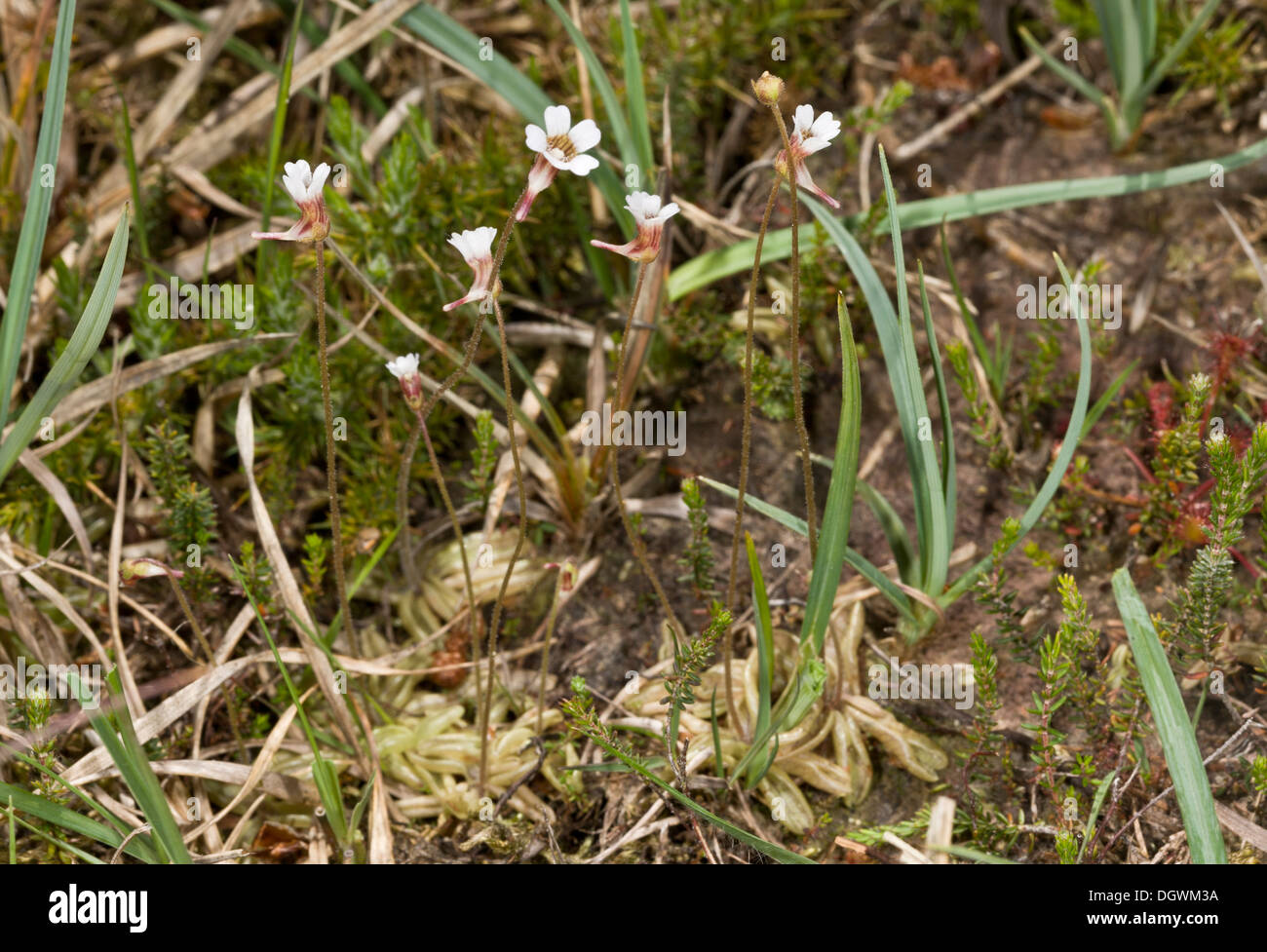 L'Ouest, pâle ou Grassette Pinguicula lusitanica ; peu fréquent plante insectivore bog. Banque D'Images