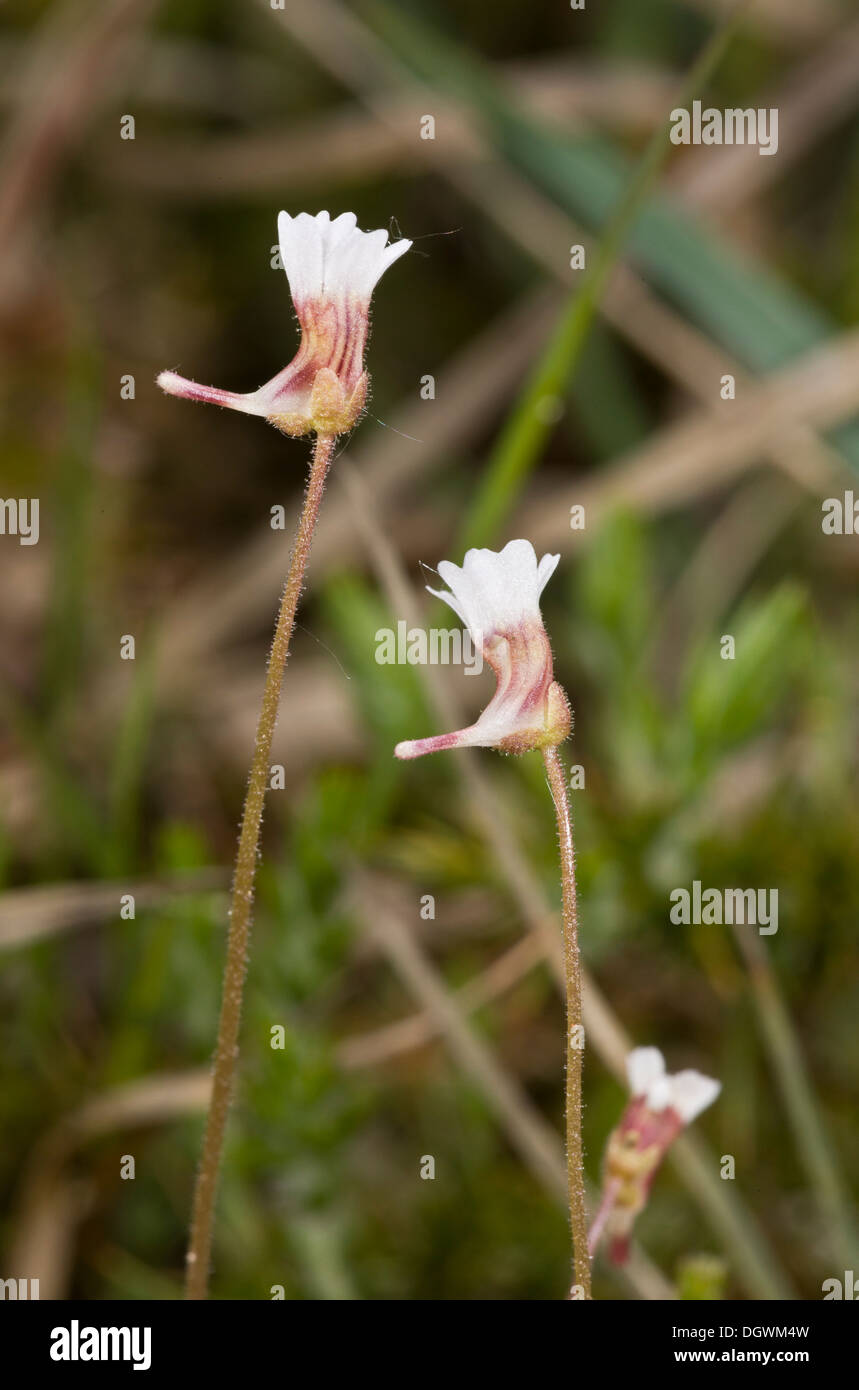 L'Ouest, pâle ou Grassette Pinguicula lusitanica ; peu fréquent plante insectivore bog. Banque D'Images