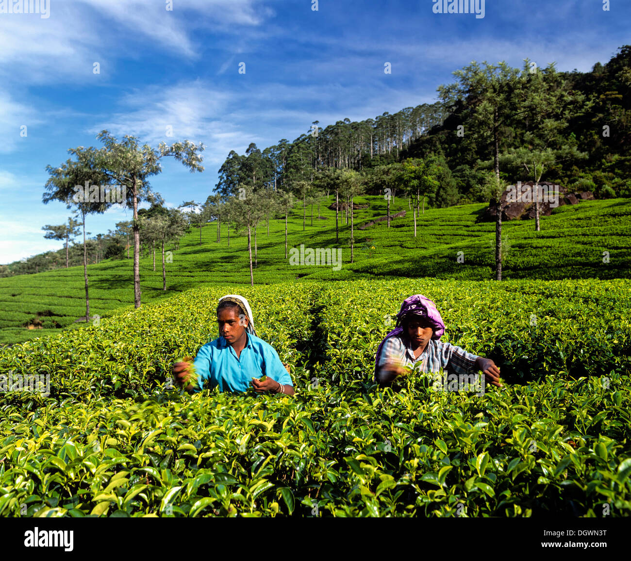 Les cueilleurs de thé travaille sur une plantation de thé, la culture du thé dans les highlands, Nuwara Eliya, Sri Lanka, Zentralprovinz Banque D'Images