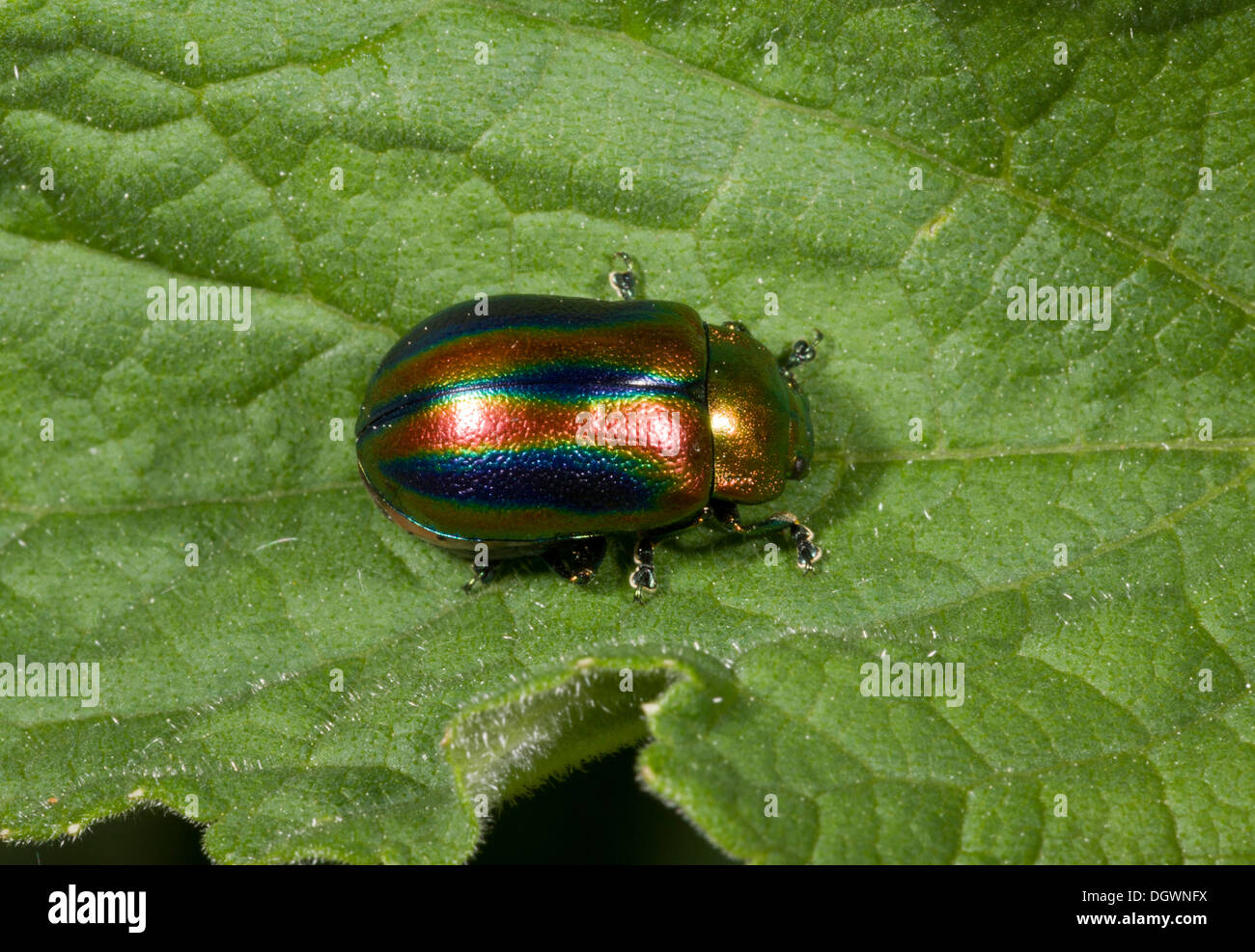 La chrysomèle du Rainbow / Snowdon Beetle, Chrysolina cerealis - une belle la chrysomèle du bar rayé, très rare au Royaume-Uni. Banque D'Images