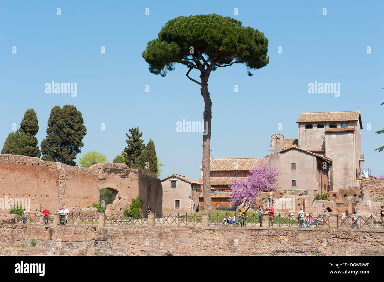L'antiquité romaine, le Mont Palatin, Pierre pin (Pinus pinea), l'ancienne Rome, Latium, Italie, Europe du Sud, Europe Banque D'Images