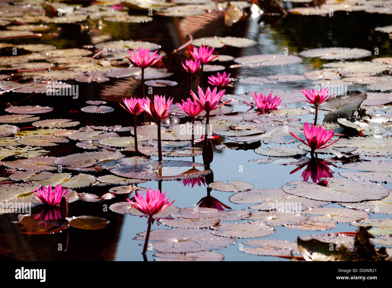 Étang de lotus avec Lotus (Nelumbo) fleurs, Chiang Mai, Thaïlande du Nord, Thaïlande, Asie Banque D'Images