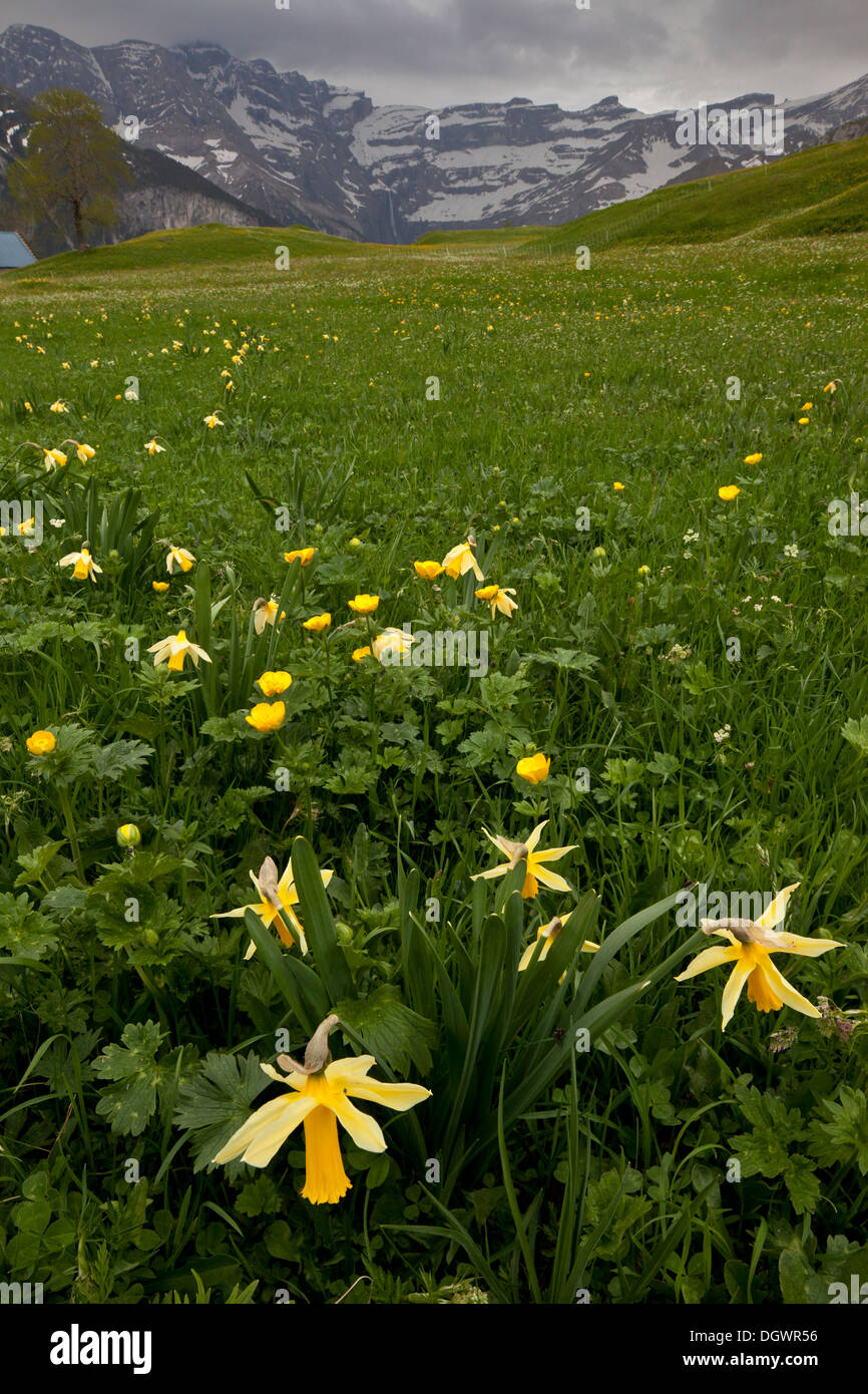 Les jonquilles sauvages dans un cadre fleuri hay meadow sur le plateau de Saugue, Gavarnie et les Pyrénées au-delà. La France. Banque D'Images