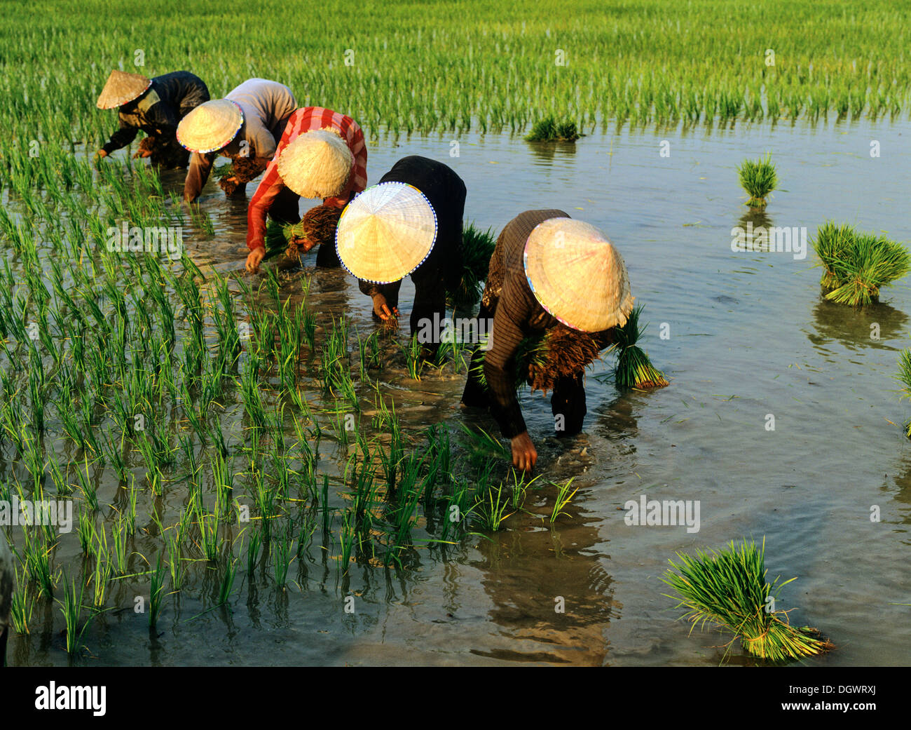 Les travailleurs dans une rizière, la culture du riz, le Laos Banque D'Images