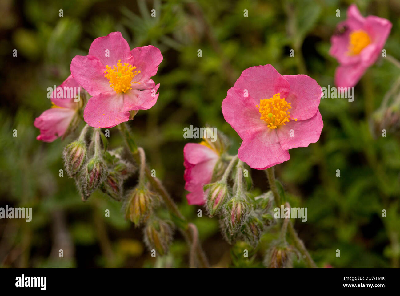 Ciste rose Helianthemum nummularium ssp pyrenaica en fleur, Pyrénées espagnoles. Banque D'Images