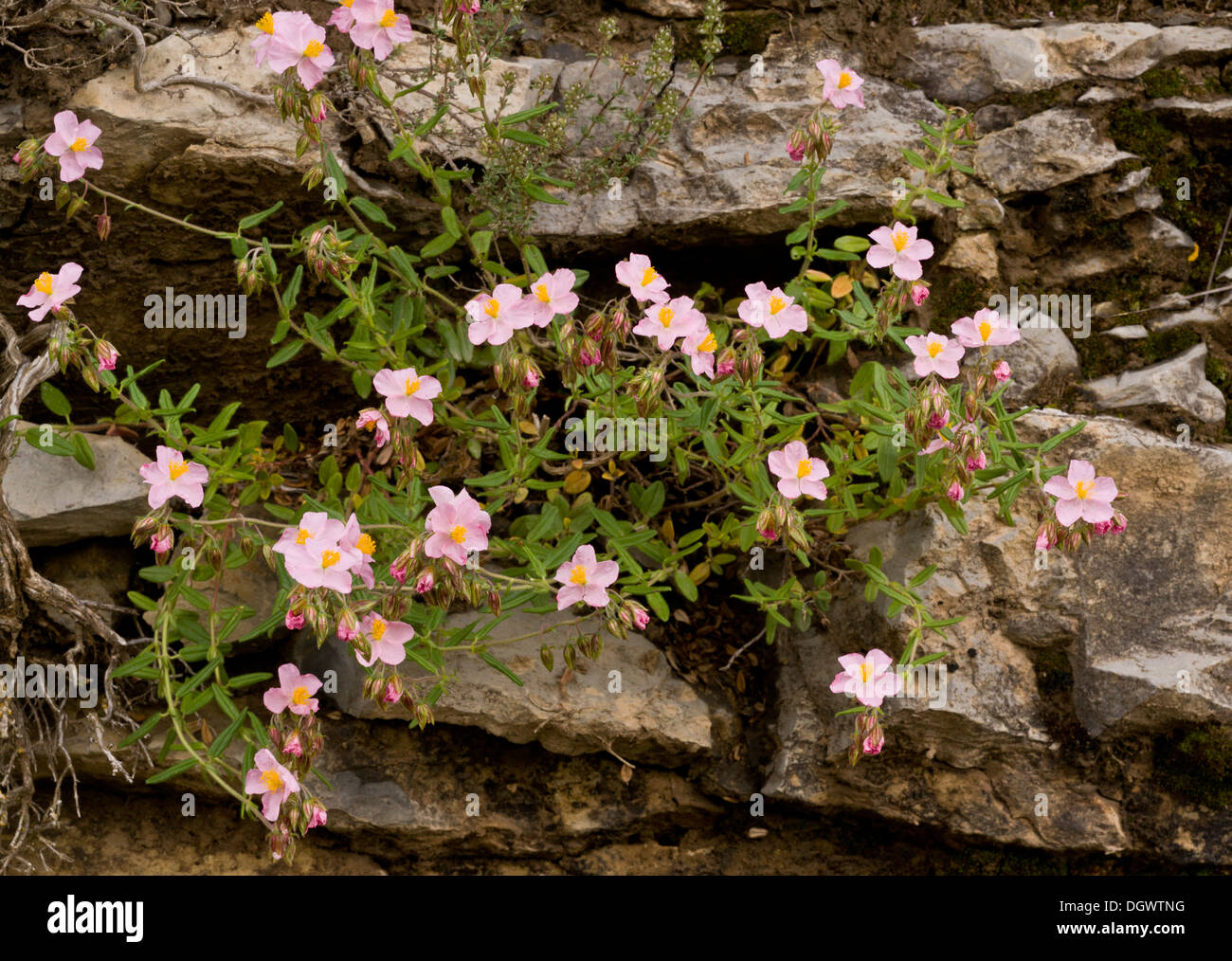Ciste rose Helianthemum nummularium ssp pyrenaica en fleur, Pyrénées espagnoles. Banque D'Images
