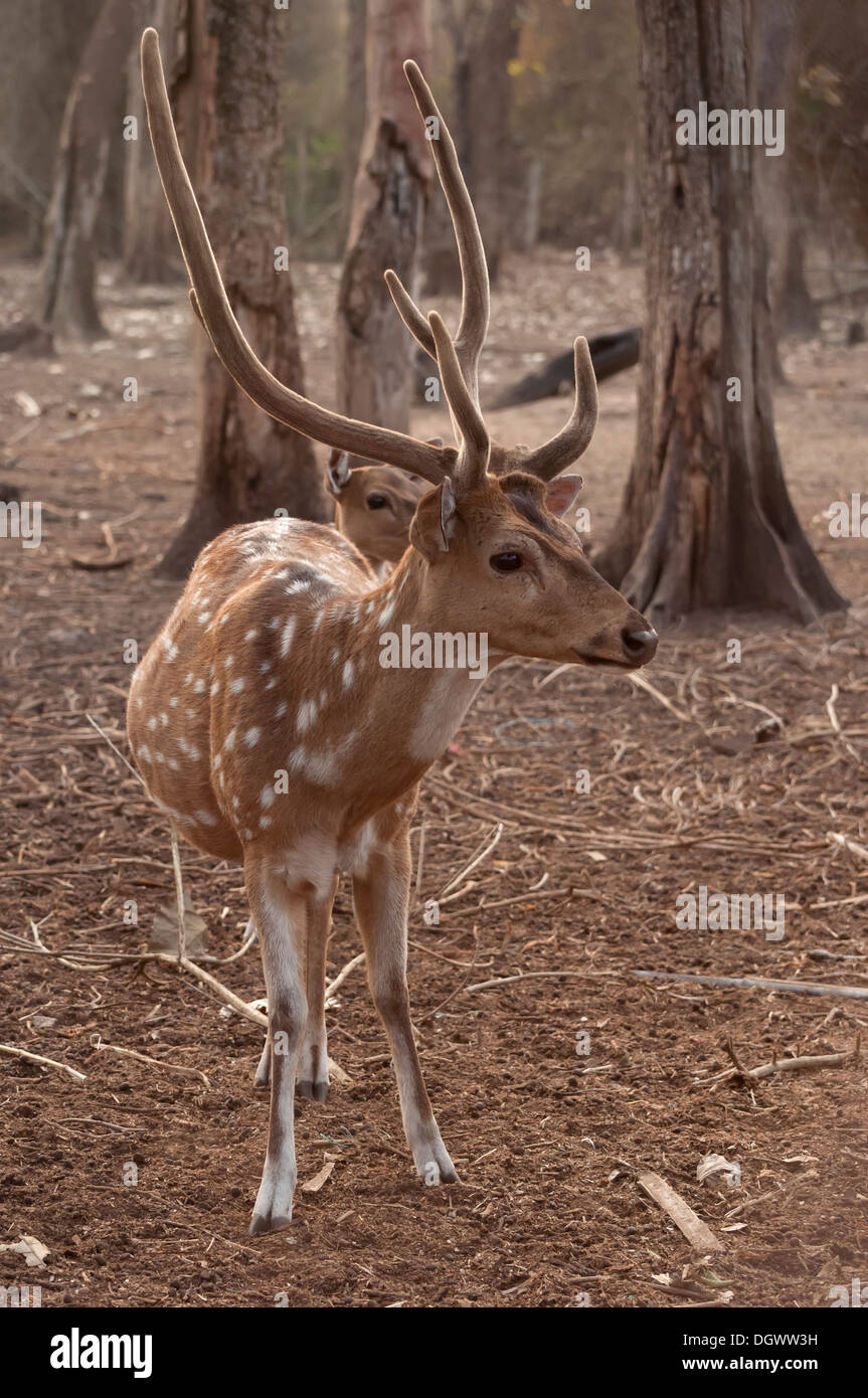 Axe (Chital) Banque D'Images