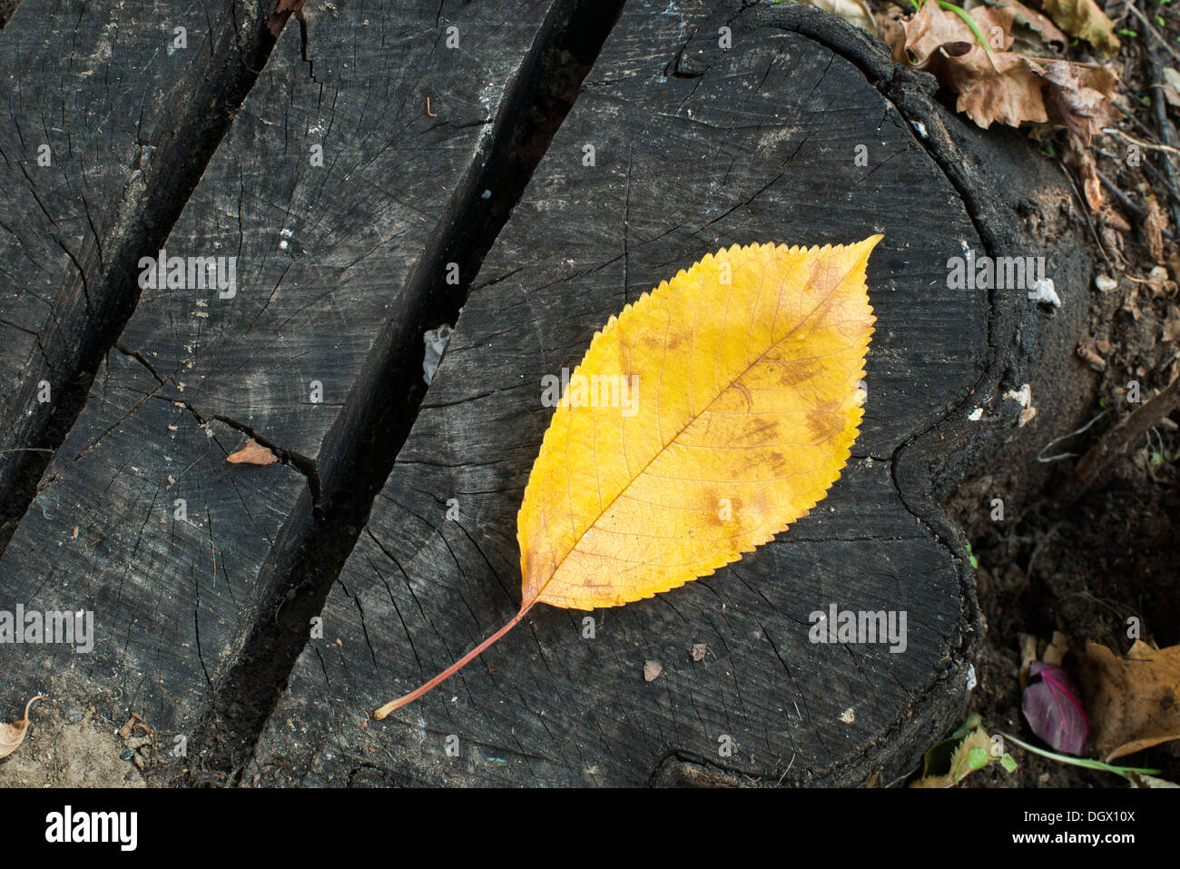 Seule la feuille d'automne sur un tronc d'arbre. Close up Banque D'Images