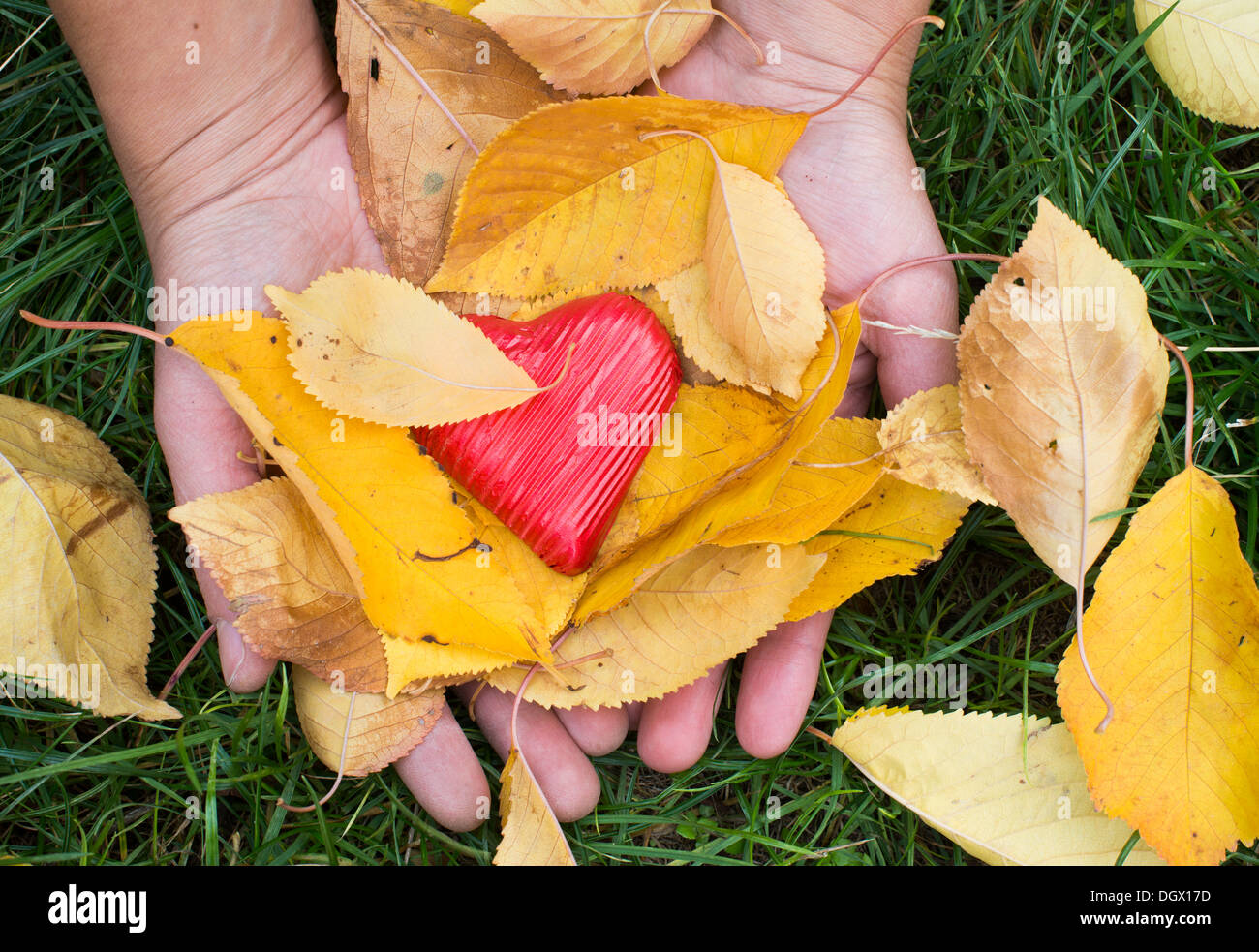 Hand holding Red enveloppé coeur et feuilles d'automne Banque D'Images