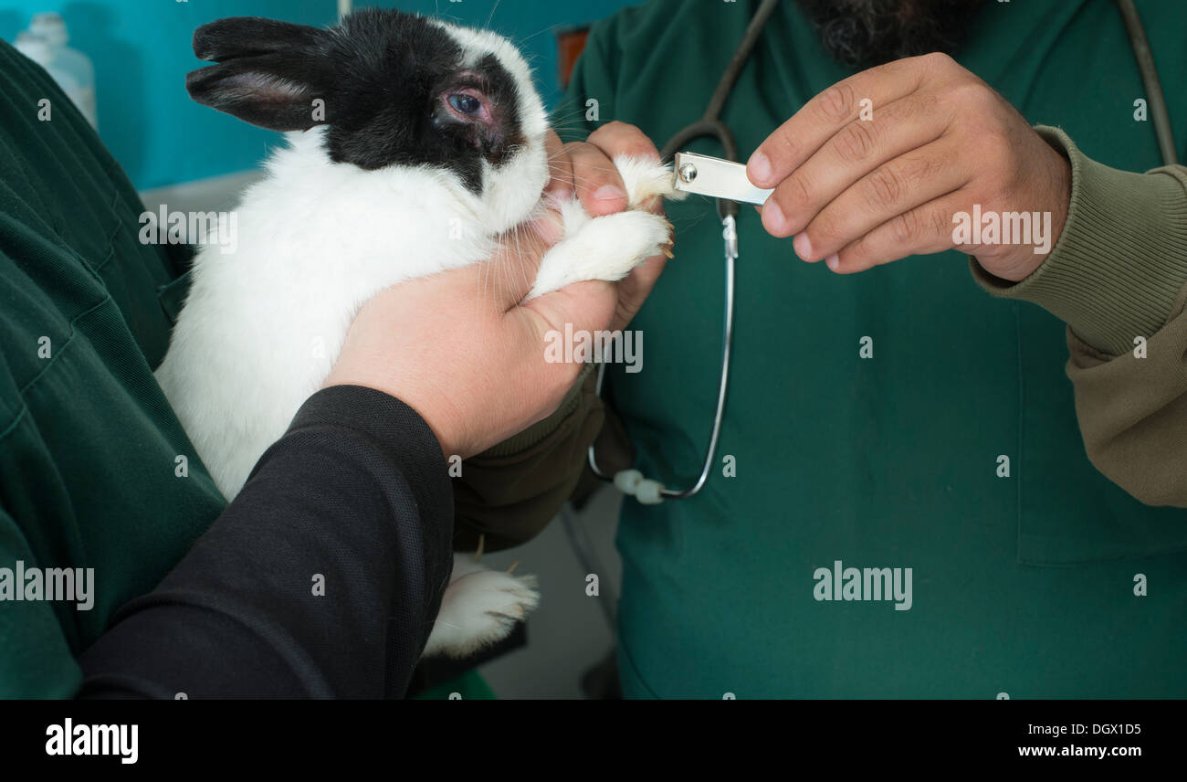 Lapin dans le bureau d'un vétérinaire. Lapin blanc et noir Banque D'Images