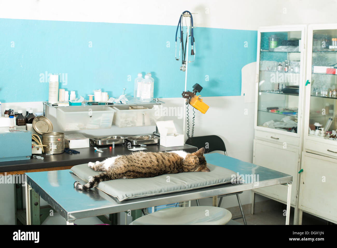 Cat l'anesthésie en vétérinaire. Banque D'Images