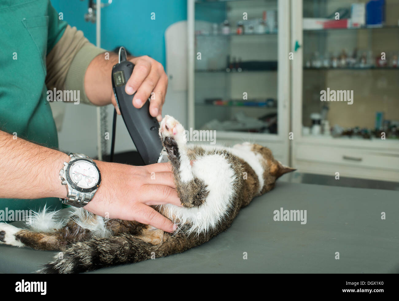 Coupe robe du chat en médecine vétérinaire Banque D'Images
