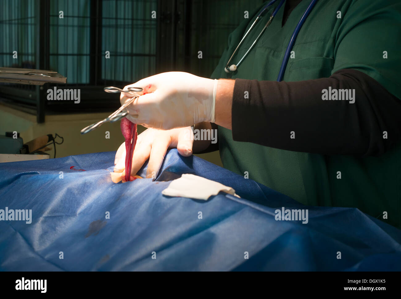 Animal dans un cabinet vétérinaire. La lumière authentique naturel Banque D'Images