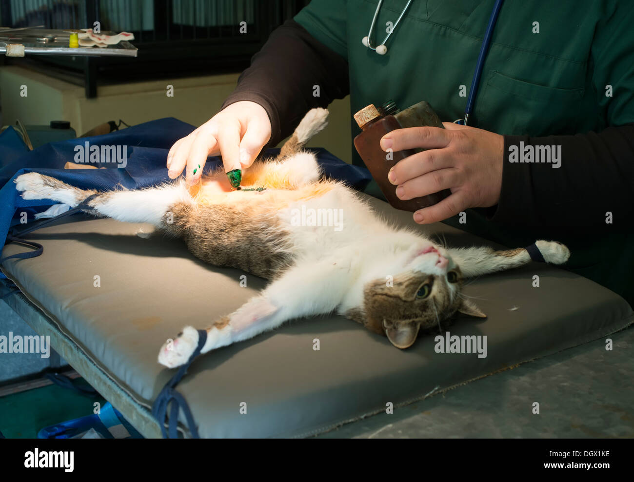 Chat dans un cabinet vétérinaire. La lumière authentique naturel Banque D'Images