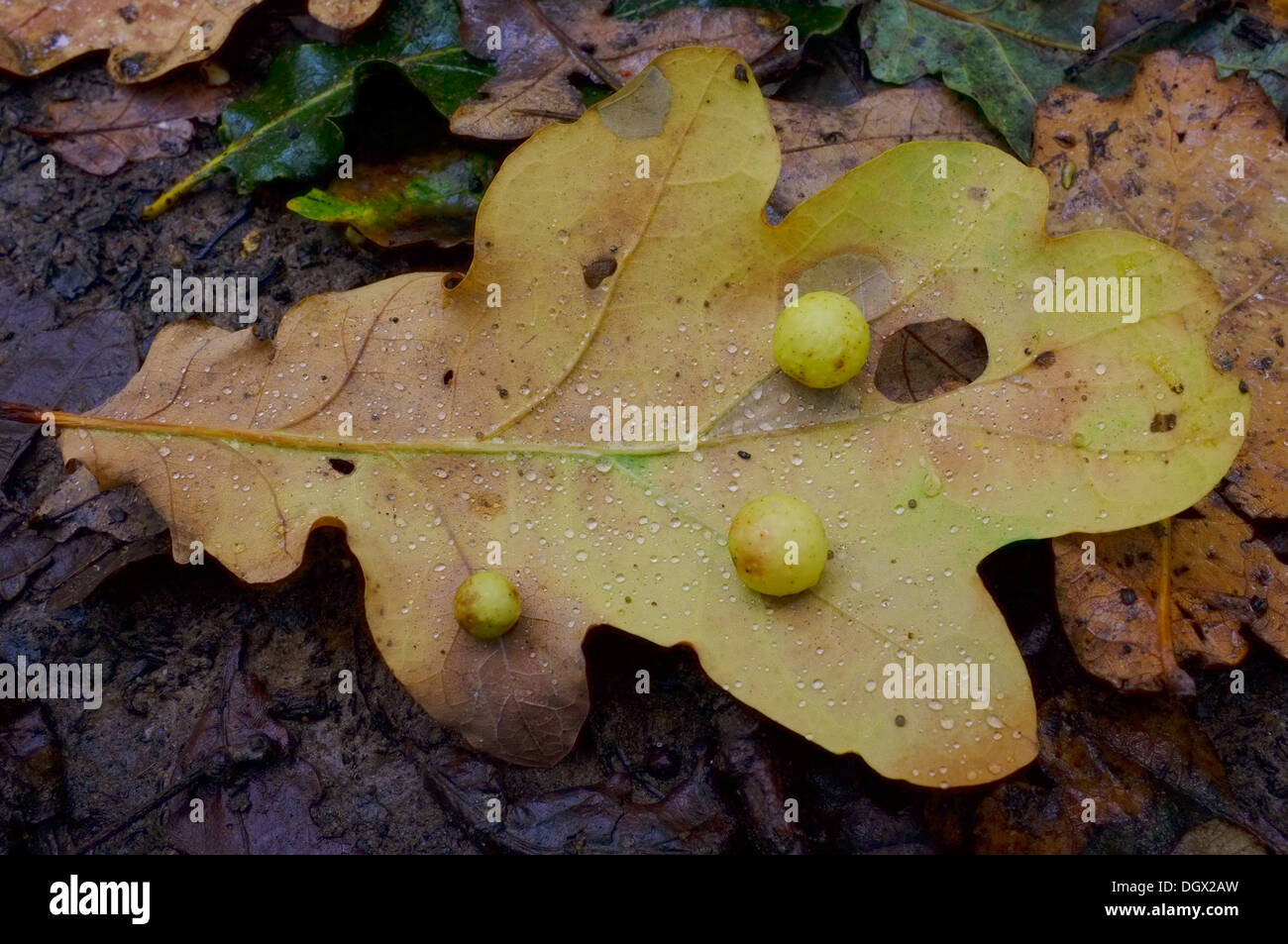Baies avec feuille de chêne à même le sol forestier sur un matin d'automne Banque D'Images
