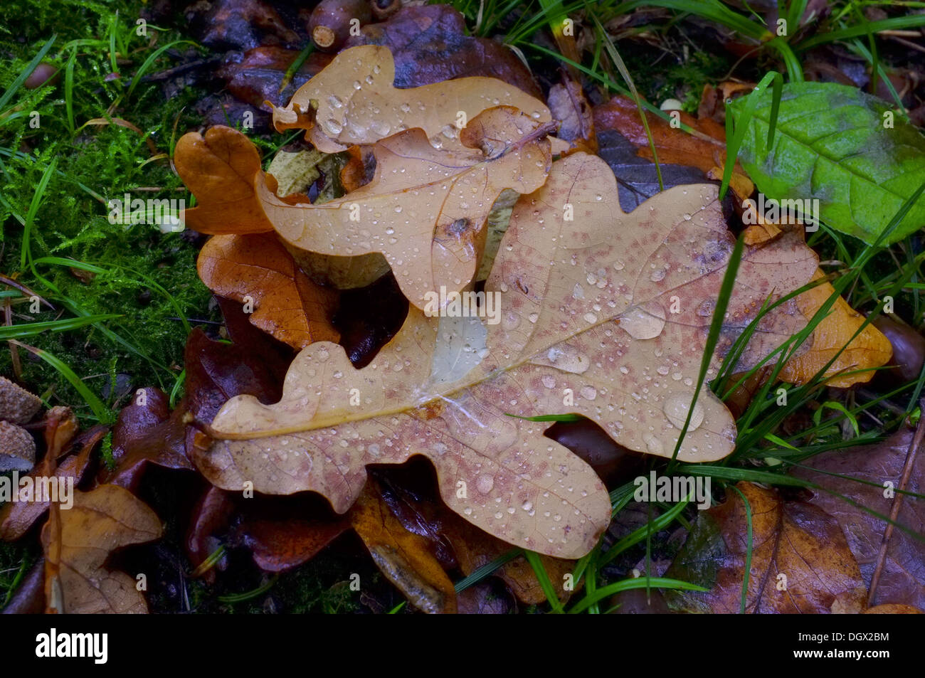 Feuilles de chêne sur le sol forestier sur un matin d'automne Banque D'Images