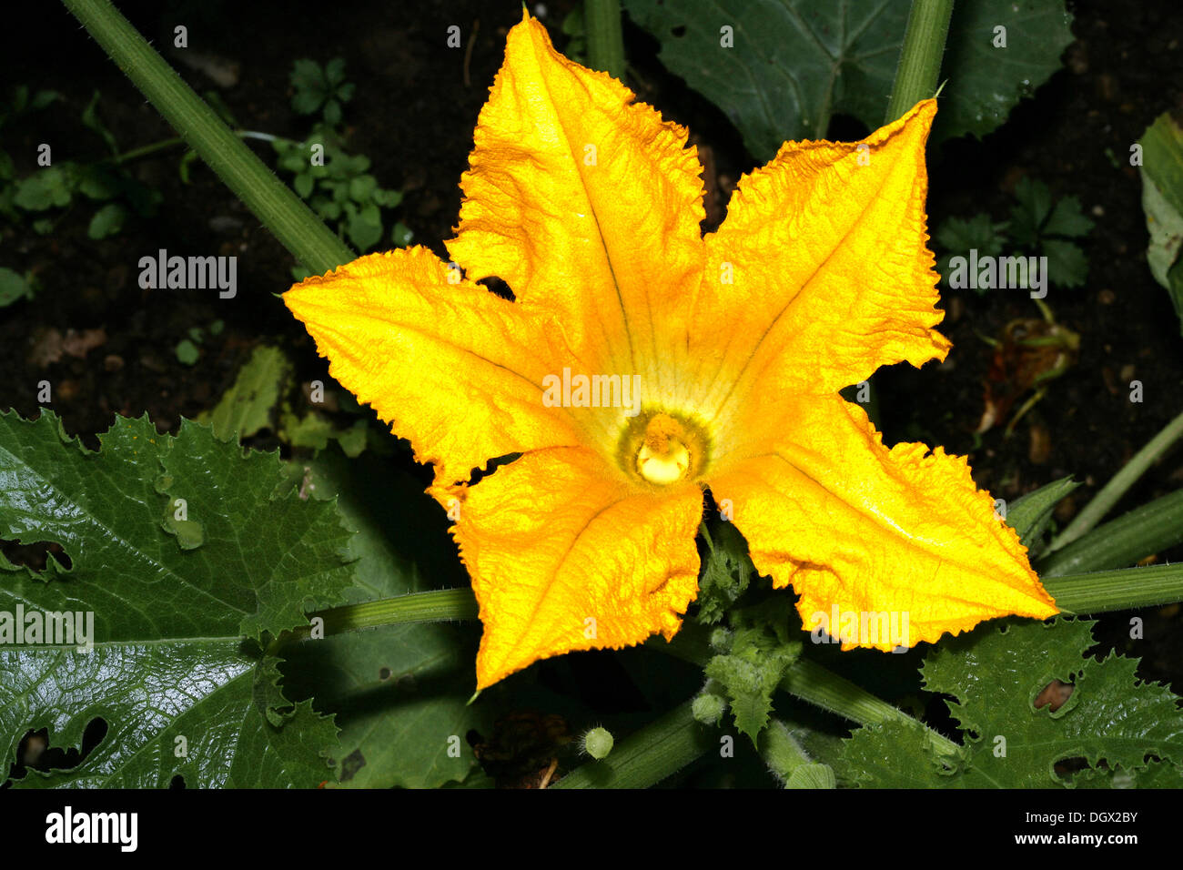 Courgettes ou fleur de courgette (Cucurbita pepo ssp. pepo convar. giromontiina) Banque D'Images