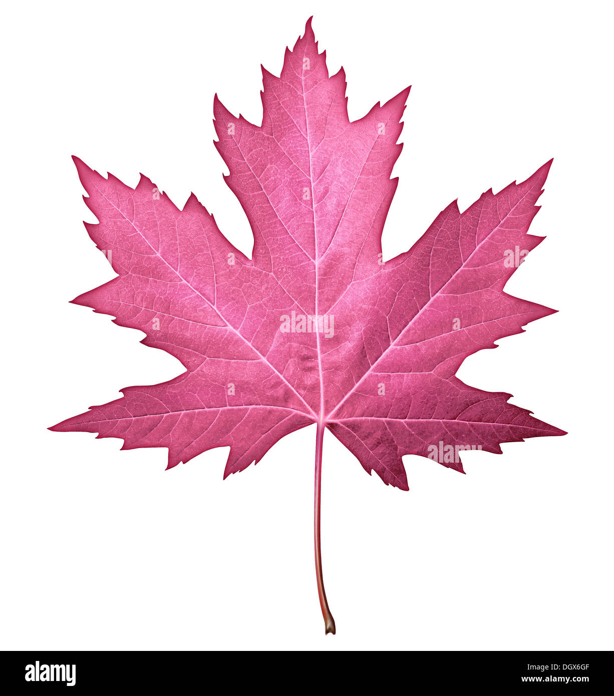 Feuille rose isolé sur un fond blanc comme un symbole de la nature saisonnière de l'automne et l'élément de conception pour l'automne mode et beauté. Banque D'Images
