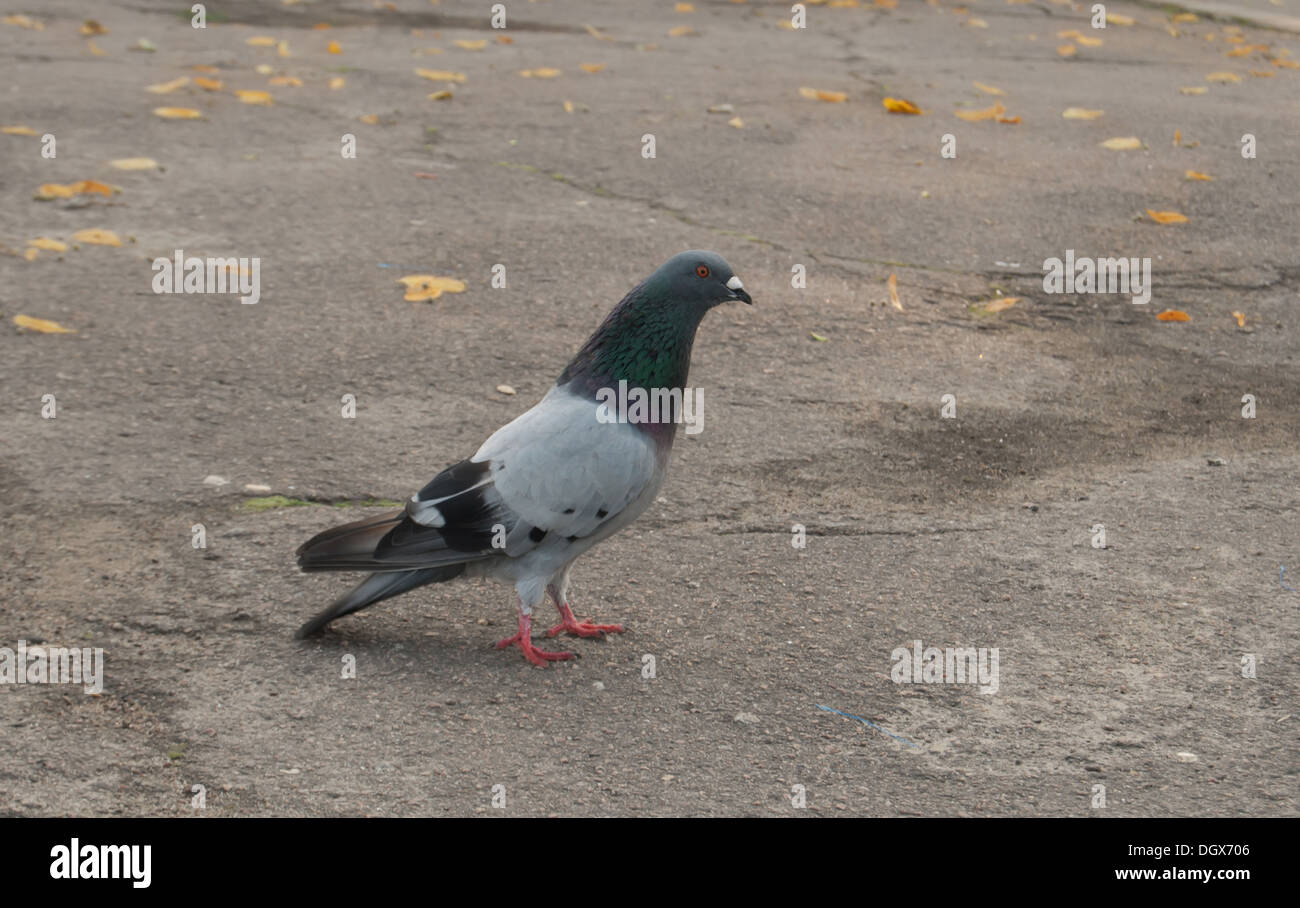 Seul marche pigeon Banque D'Images